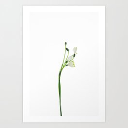 Snow drop flower Art Print