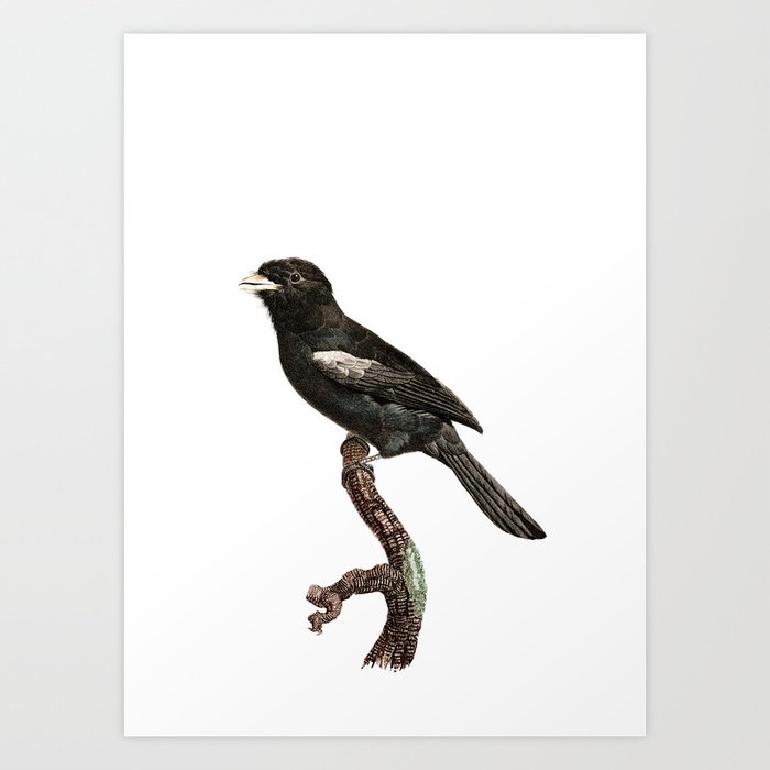 Vintage Black Fronted Nunbird Bird Illustration Art Print