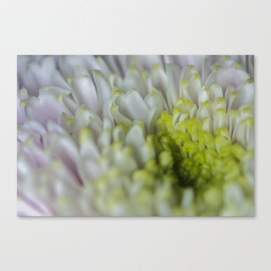 Hint of Pink Canvas Print