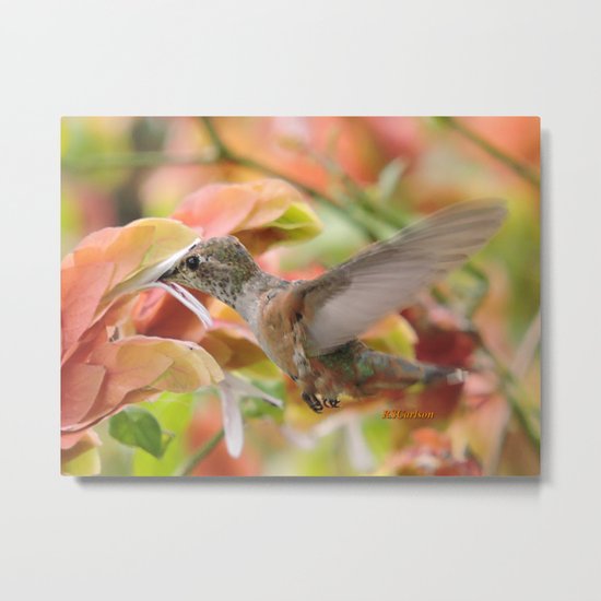 Little Ms. Hummingbird in for More Licks Metal Print