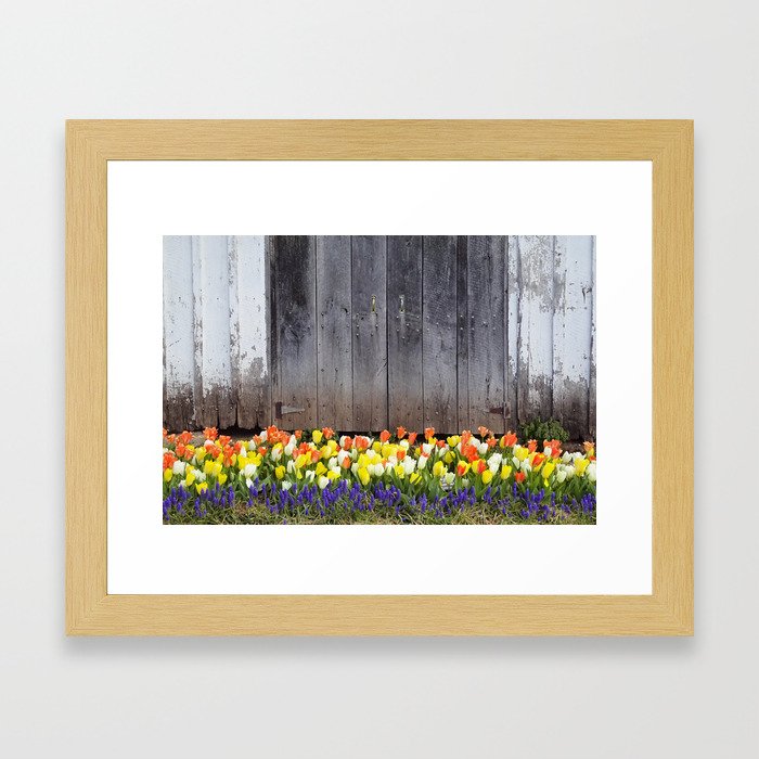 Tulip Barn Framed Art Print