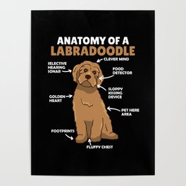 Anatomy Of A Labradoodle Cute Canine Puppy Poster