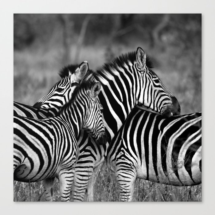 South Africa Photography - Two Zebras Hugging In Black And White Canvas Print