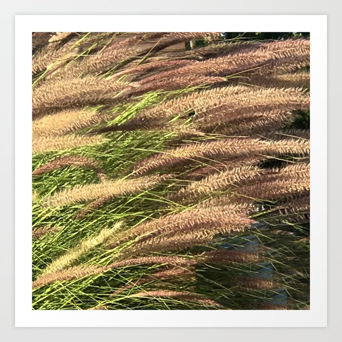 Reeds Blowing In the Pond Fine Art Photo Art Print