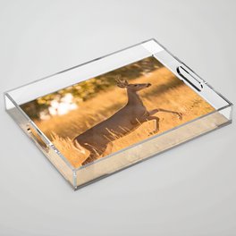 White Tailed Deer Acrylic Tray