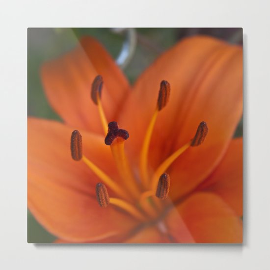 Orange Tiger Lily Metal Print