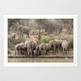 Elephants on the riverbank Art Print