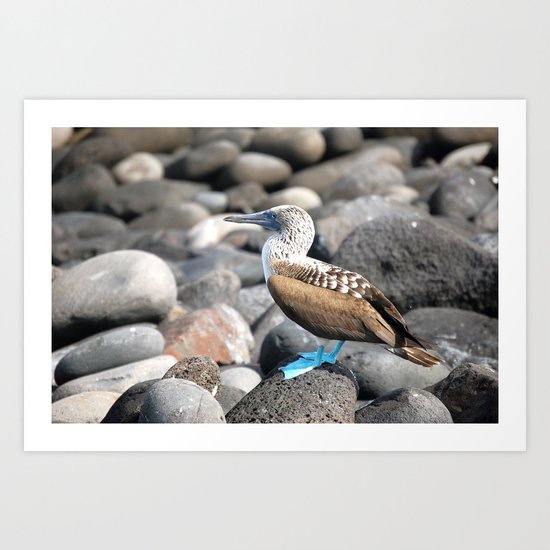 Blue Footed Booby 2 Art Print