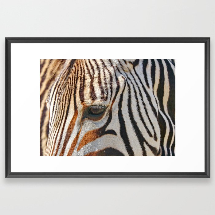 Zebra Moment 4464c  Framed Art Print