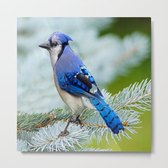 Blue Jay  in Winter Pine Tree Metal Print