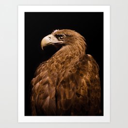 Aquila chrysaetos Golden eagle Art Print | Brown, Sitting, Photo, Wildlife, Black, Portrait, Golden, Eagle, Animal, Birdofprey 