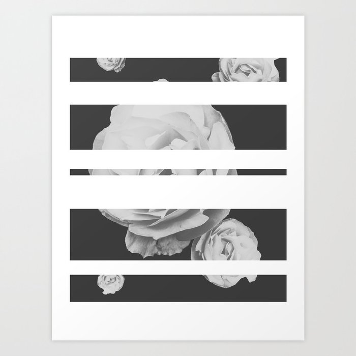 White Stipe Roses Art Print