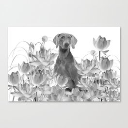Weimaraner Dog Lotos Flowers - Black & White #society6 #lotos Canvas Print