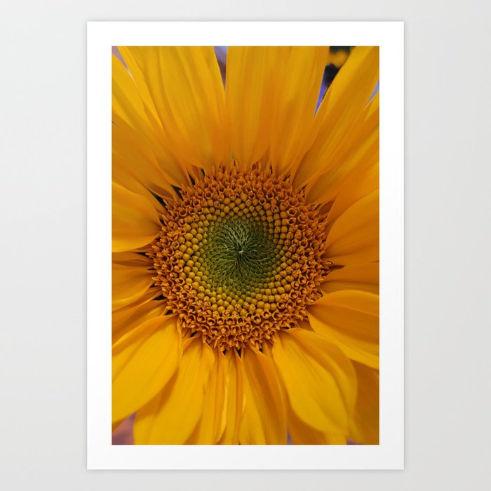 Sunflower up close  Art Print