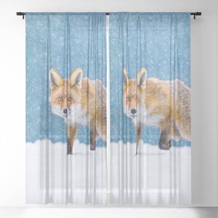 Fox in winter. Red fox, Vulpes vulpes, sniffs about prey on forest meadow in snowfall. Orange fur coat animal hunting in snow. Fox in winter nature. Wildlife scene. Habitat Europe, Asia, North America Sheer Curtain