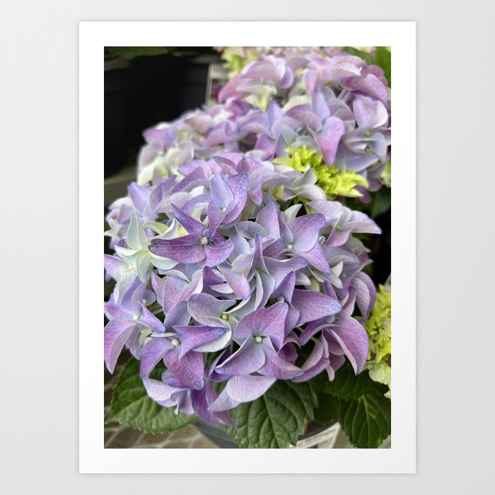 Lavender Hydrangea Art Print