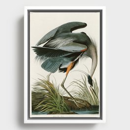 Great blue Heron - John James Audubon's Birds of America Print Framed Canvas