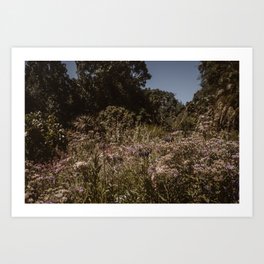 Botanical garden | Kirstenbosch | South Africa | Cape Town Art Print