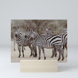 Serengeti zebras Mini Art Print