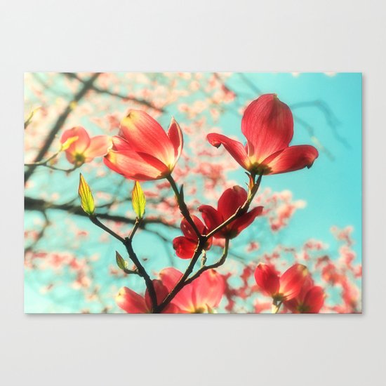 Spring dogwood blossoms Canvas Print