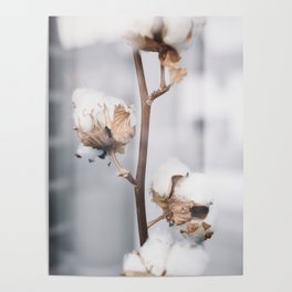 Cotton soft tones | warm colors photography | Poster