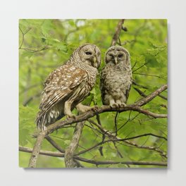 Mom and baby barred owl Metal Print