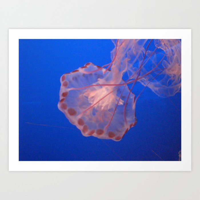 Jellyfish Art Print