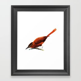 Birds Framed Art Print