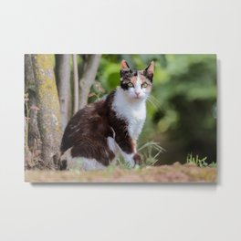 Are you meowing to me? Metal Print | Miao, Catlady, Eyes, Neko, Taxidriver, Cats, Purr, Tiger, Kitty, Animal 