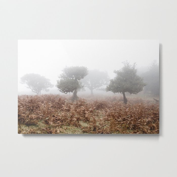 Fern Field and Trees in Fog Metal Print