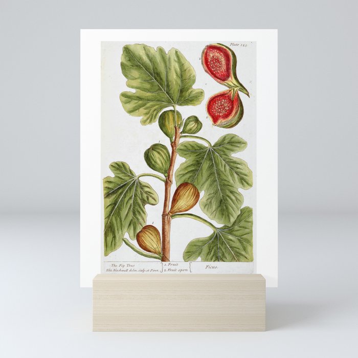 Fig by Elizabeth Blackwell from "A Curious Herbal," 1737 (print benefits The Nature Conservancy) Mini Art Prints