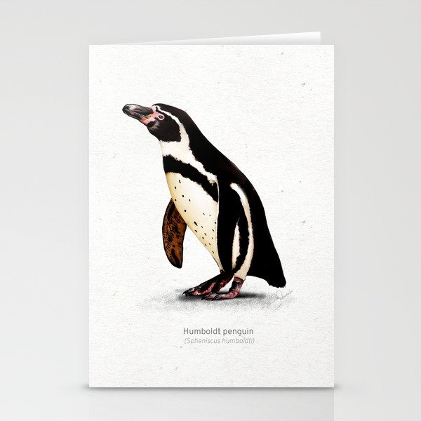 Humboldt penguin scientific illustration art print Stationery Cards
