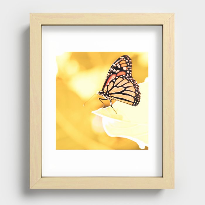 Monarch Recessed Framed Print