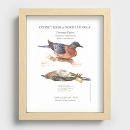 Extinct Birds: Passenger Pigeon Recessed Framed Print