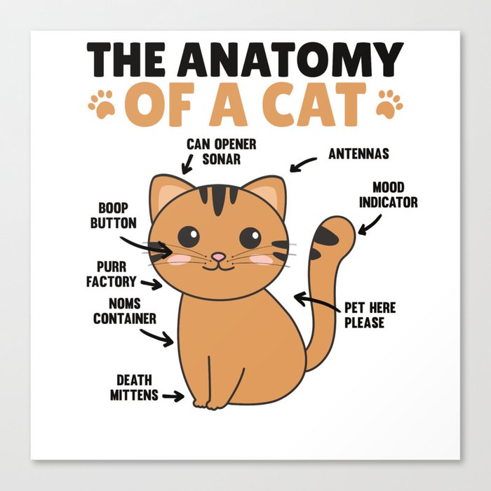 The Anatomy Of A Cat Explanation Of A Cat Canvas Print