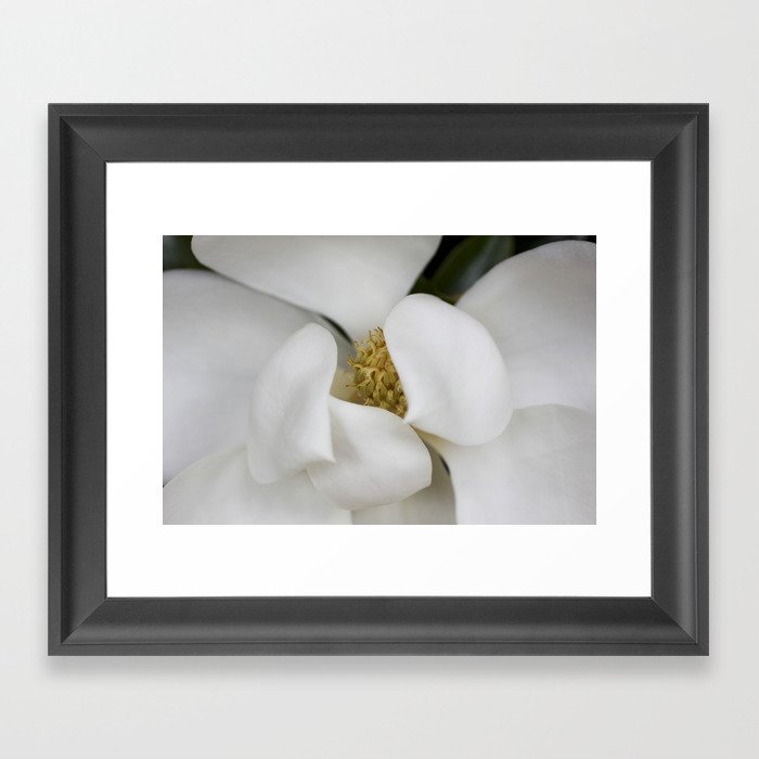 White Magnolia, Magnolia Photograph, Flower Photograph, Nature Photography,  Framed Art Print