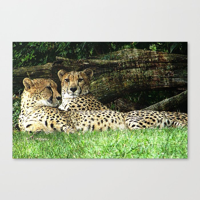 Two Cheetahs Lounging in Grass in Front of Log, Grunge Photograph Canvas Print