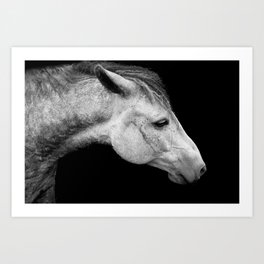 Casper | Horse Photography | Animal Art | Minimalism | Nature  Art Print