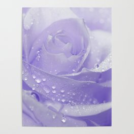 Rose with Drops 085 Poster