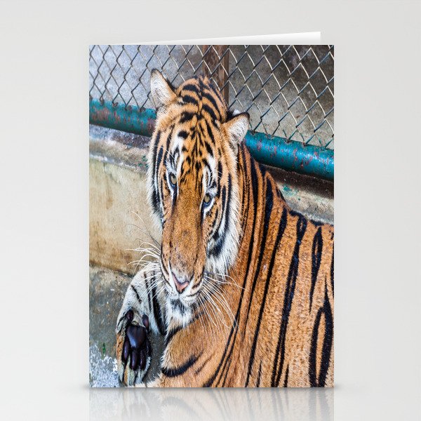 Tiger, My Bottom is Not Made Out of Springs Stationery Cards