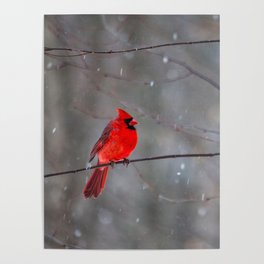 Cardinal In the Snow Poster