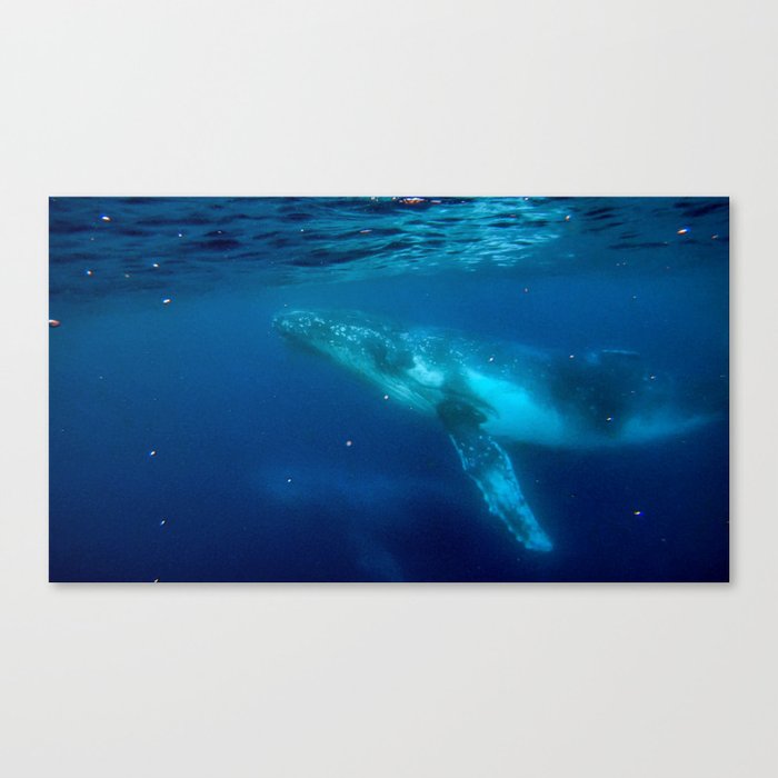 Humpback Whales swimming up to take a breath   Canvas Print