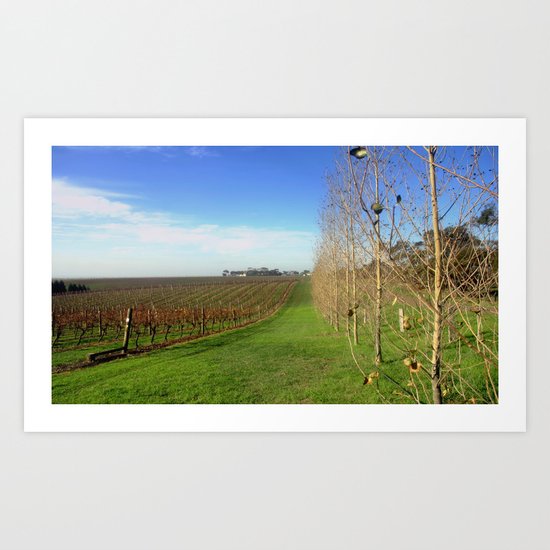 Grapevines Art Print