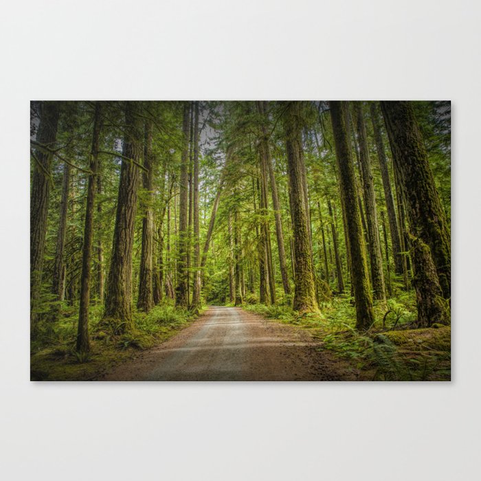 Dirt Road through a Rain Forest on Vancouver Island in British Columbia Canada No.1178 A Fine Art Wi Canvas Print
