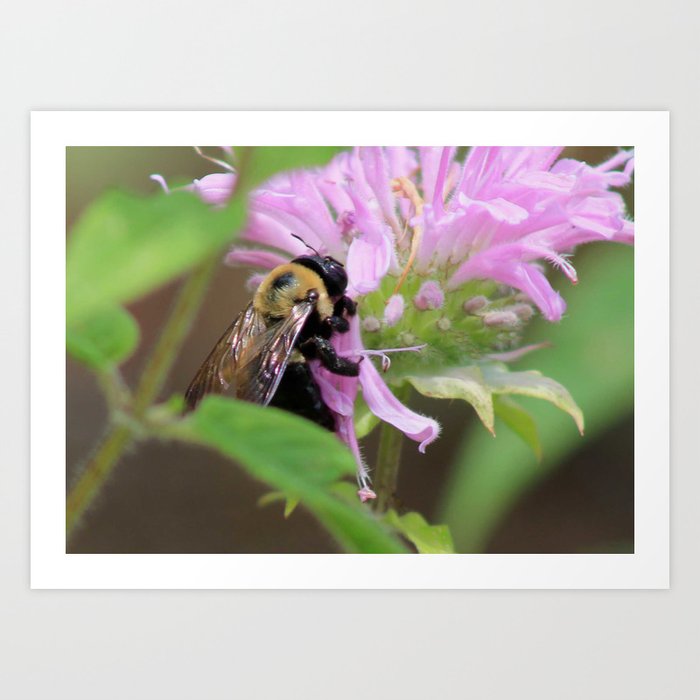 Bee in the Bee Balm Art Print