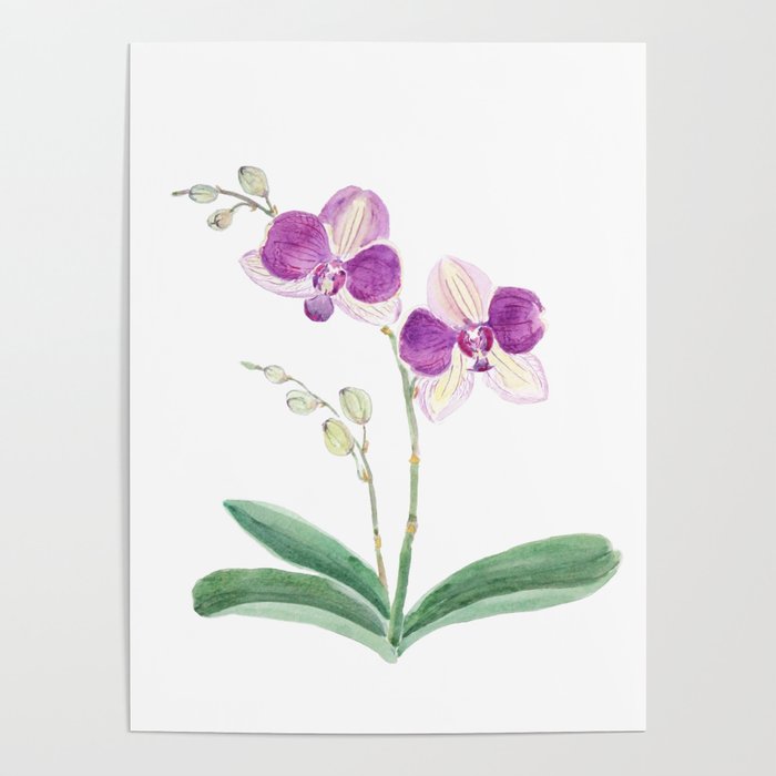 purple orchid watercolor  Poster