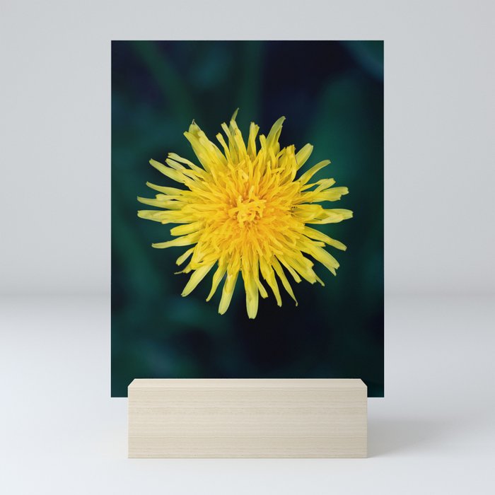 yellow flower in the middle Mini Art Print