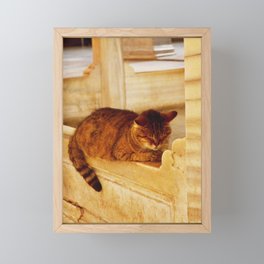 Cat praying in a mosque of Istanbul, Turkey | Cutest cat on earth Framed Mini Art Print
