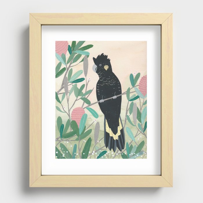 Black cockatoo in the wattle Recessed Framed Print