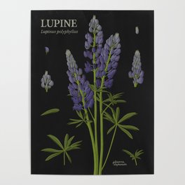 Botanical Lupine (Black) Poster